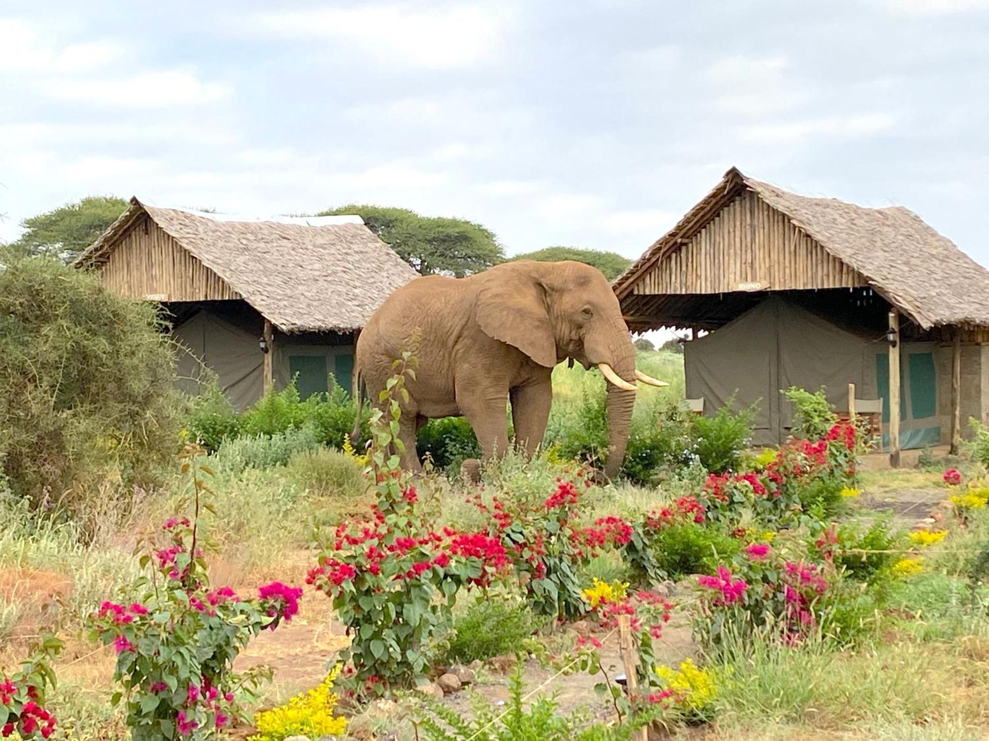 Amboseli Discovery Camp Exterior foto